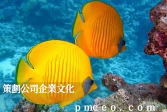 策劃公司企業文化